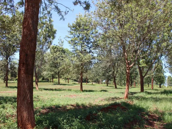 An Image of land for sale in thinka greens